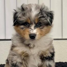 Miniature American Shepherd Puppies from Lynwood
