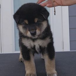 Tachi - Black and tan male Shiba Inu puppy in Marianna, Florida from Diwasou