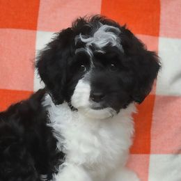 Juniper - Black and chalk female Australian Labradoodle puppy in Matthews, North Carolina from Weddington Labradoodles