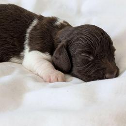 Maroon - Piebald male Dachshund puppy in Sonora, Kentucky from Maple Hill Miniature Dachshunds