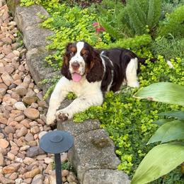 Blue - Liver white and tan male English Springer Spaniel puppy in Newport News, Virginia from Sara's English Springer Spaniels (All Tails Kennel)