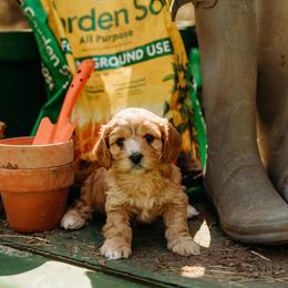 Cavapoo Puppies from Foggy Timber Kennels