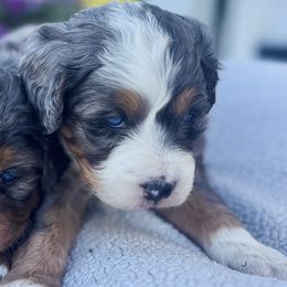 Bernedoodles from Root and Branch Bernedoodles
