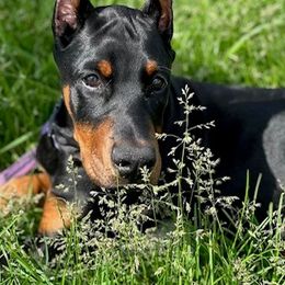 Doberman Pinscher Puppies from Eminent Dobermans