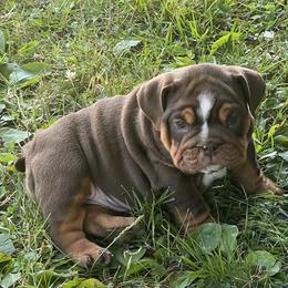 Bulldog and Olde English Bulldogge Puppies from Little Bit of Heaven Kennel