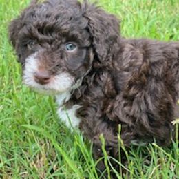 Izzy - Brown and white Aussiedoodle puppy in Albertville, Alabama from Home Sweet Home Doodles LLC