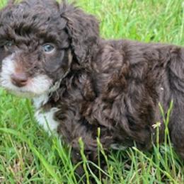Izzy - Brown and white Aussiedoodle puppy in Albertville, Alabama from Home Sweet Home Doodles LLC