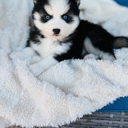 Girl 3 - Black and white male Pomsky puppy in Yavapai County, Arizona from Pawsh Pomskies