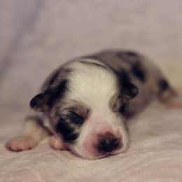 Miniature Australian Shepherd Puppies from Garay Mini Aussies