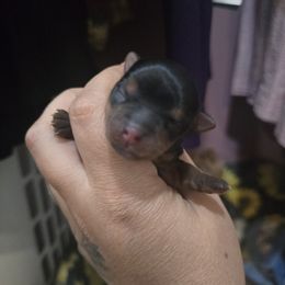 Girl 2 - Black and gold female Yorkshire Terrier puppy in Hesperia, California from Diamond Doll Yorkies