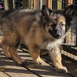 Ratite - Sable female German Shepherd puppy in Olean, New York from F&B Kennels