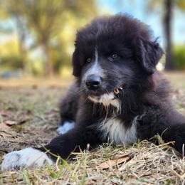 Chartreuse - Badger male Colorado Mountain Dog puppy in Crestview, Florida from Victory Family Farm