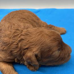 Storm - Red male Cavapoo puppy in Burke, New York from Patti’s Puppies