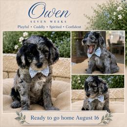 Owen - Merle male Goldendoodle puppy in Los Gatos, California from Willow & Rose Doodles