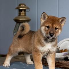Briar Rose - Red sesame female Shikoku Ken puppy in Oregon City, Oregon from Akiyama no Roushya