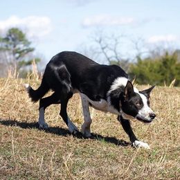 Duke - Border Collie