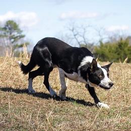 Duke - Border Collie