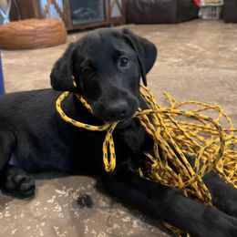 Dilute Retriever and Labrador Retriever Puppies from Longleaf Labradors
