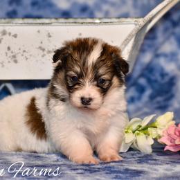 Ivy - Sable female Pembroke Welsh Corgi puppy in East Canton, Ohio from Victorian Farms