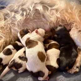 Girl 4 - Parti female Yorkshire Terrier puppy in Machesney Park, Illinois from Three Yorkie Family