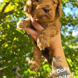 Cockapoo Puppies from Ashley Dedmon