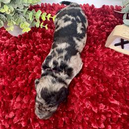 Double Doodle and Goldendoodle Puppies from Sturgeon River Doodles
