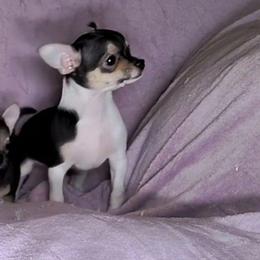 Lil Speedy - Black and tan male Chihuahua puppy in Weatherford, Texas from Small and Mighty Chihuahuas