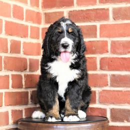 Bernedoodle Puppies from Richardville Hunde