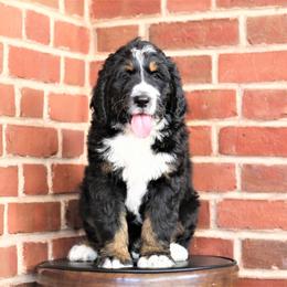 Bernedoodle Puppies from Richardville Hunde