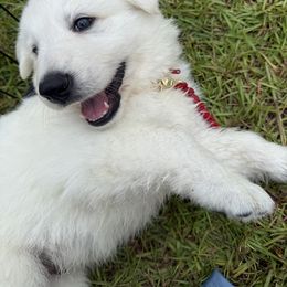 Red Boy - White male Berger Blanc Suisse puppy in Wilmington, North Carolina from Supernova Swiss Shepherds
