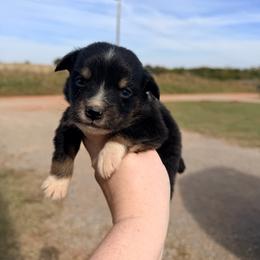 Boy 3 - Black tri-color male Australian Shepherd puppy in Cushing, Oklahoma from Little Pastures Australian Shepherds