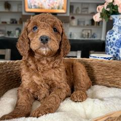 Black Collar - Red male Irish Doodle puppy in Indiahoma, Oklahoma from Farm Fresh Doodles