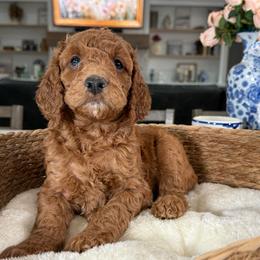 Black Collar - Red male Irish Doodle puppy in Indiahoma, Oklahoma from Farm Fresh Doodles