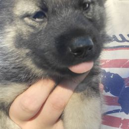 Green - Black and gray female Norwegian Elkhound puppy in Northfield, Minnesota from Furever Elkhounds