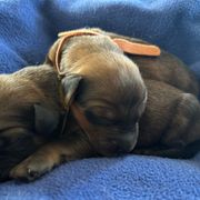 Girl 3 - Tawny Briard puppy in Spring Grove, Pennsylvania from Briards De Bejaune
