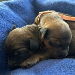 Girl 3 - Tawny Briard puppy in Spring Grove, Pennsylvania from Briards De Bejaune