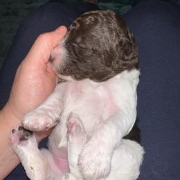 Leia - Parti female Poodle puppy in Prosperity, Pennsylvania from Stelladoodles & Company