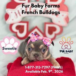 Sweetie - Tricolors female French Bulldog puppy in Michigan from Fur Baby Farms