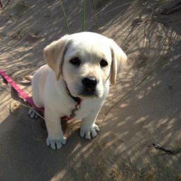 Labrador Retriever Puppies from Turtle Creek Labradors
