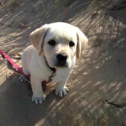 Labrador Retriever Puppies from Turtle Creek Labradors