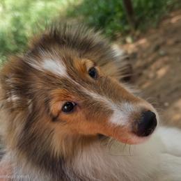 Brandy - White and sable female Shetland Sheepdog puppy in Texas from Nokomis Shelties