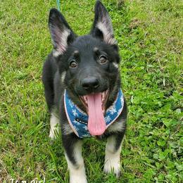 Tan Girl - smooth coat - Black and cream female Shiloh Shepherd puppy in Caneadea, New York from Strauss Haus Shepherds