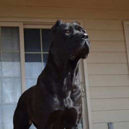 Lyra - Cane Corso