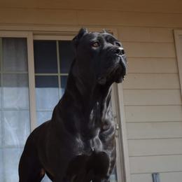 Lyra - Cane Corso