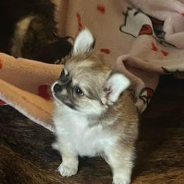 Rocket.      4800 - Fawn and white male Chihuahua puppy in Tecumseh, Oklahoma from Callie’s Happy Chihuahuas, Callie’s Happy Treasures LLC