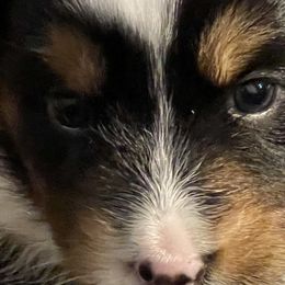 Kit Kat - Black & white Australian Shepherd puppy in Martha’s Vineyard, Massachusetts from Cranberry Hill Aussies