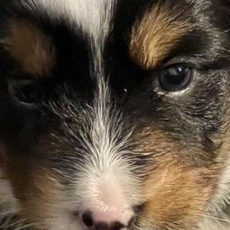 Kit Kat - Black & white Australian Shepherd puppy in Martha’s Vineyard, Massachusetts from Cranberry Hill Aussies