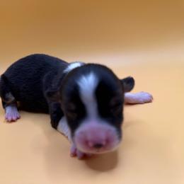 Murray - Black and white male American Corgi puppy in Scottown, Ohio from Wyndy Ridge Corgis