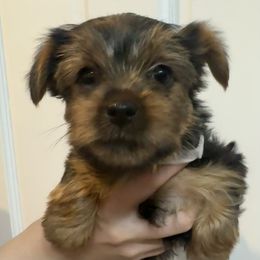 Nala - Black and gold female Yorkshire Terrier puppy in Highland, Arkansas from Gilmore Yorkies
