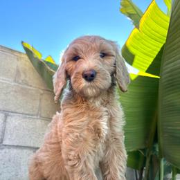 Girl 2 - Apricot female Goldendoodle puppy in San Diego, California from Southside Doodles